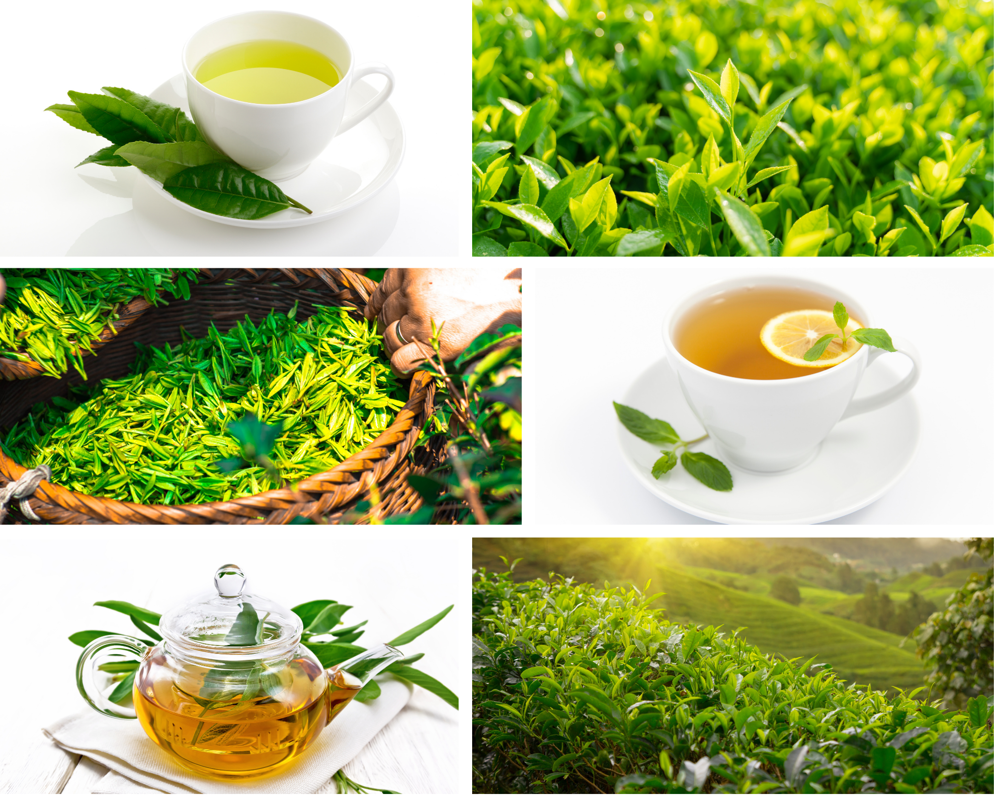 Teas that promote mental and cognitive health